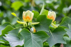 Lyriovník tulipánokvětý Globosa - Novinka 2023