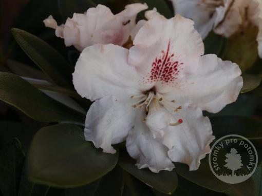 Rhododendron Cunningham´s White