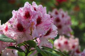 Rhododendron Graffito - Novinka 2023