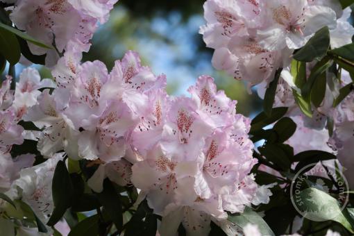 Rododendron 'Picotee' - Novinka 2023