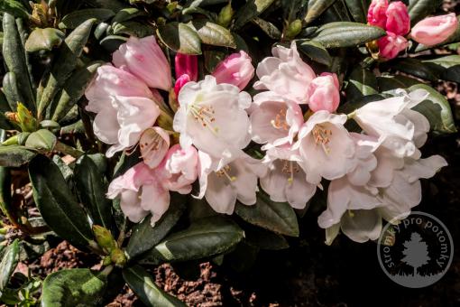 Rododendron jakušimský Koichiro Wada