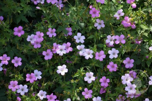 Kakost Endresův Wargrawe Pink - Novinka 2023