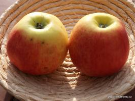 Lotos jabloň podnož semenáč