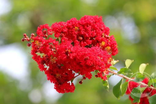 Pukol indický Ruffled Red Magic