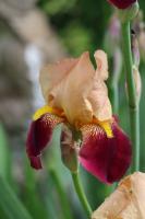 Iris / Kosatec Cranberry Swirl - Novinka 2023