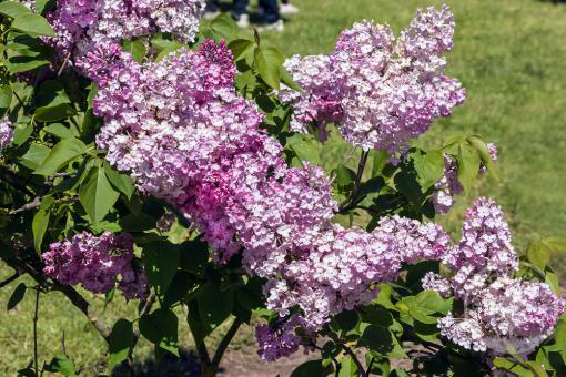 Šeřík hyacintokvětý Maidens Blush