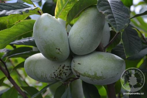 Paw paw - Sweet Virginia, banán severu Asimina triloba