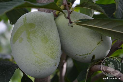 Paw paw - odrůda Lady Dee, banán severu Asimina triloba