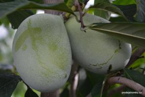 Paw paw - odrůda Lady Dee, banán severu Asimina triloba