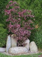 Buk lesní Purpurea Tricolor