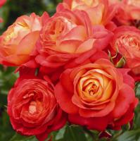 Midsummer - velkokvětá růže
