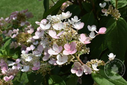 Hortenzie latnatá Polestar