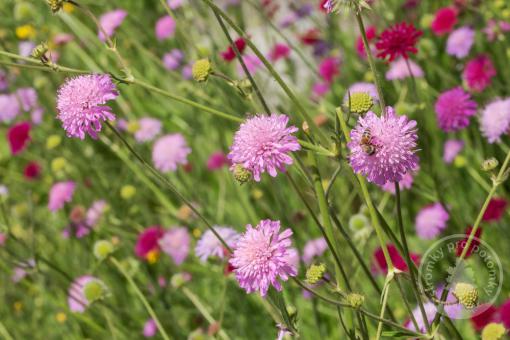 Chrastavec Melton Pastels