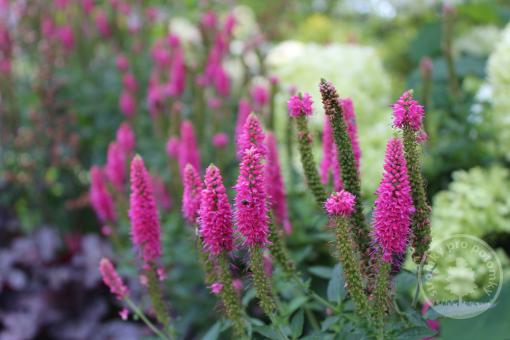 Rozrazil prostřední First Love