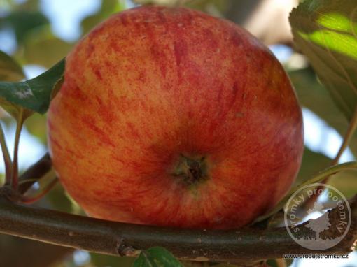 Astrachan jabloň podnož semenáč