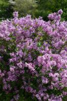 Šeřík Meyerův  Flowerfesta Purple
