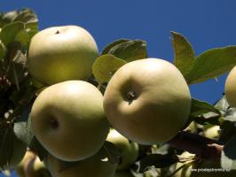 Citronové zimní jabloň podnož semenáč polokmen