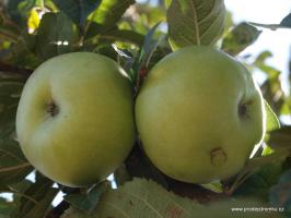 Citronové zimní jabloň podnož semenáč polokmen