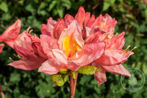 Azalka Knaphill Berry Rose