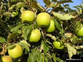 Jabloň Golden Delicious Reinders (podnož M7, čtvrtkmen)