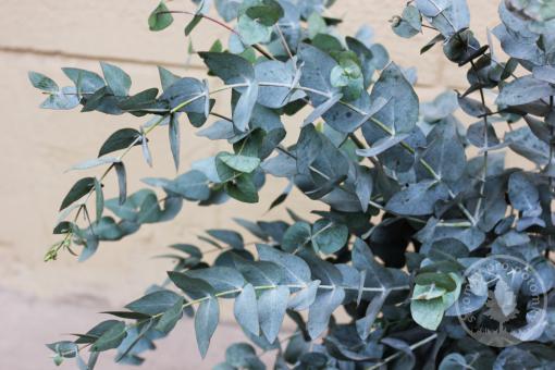 Blahovičník / Eucalyptus Gunnův  Silverana