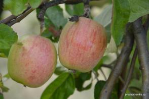 Jabloň Řechtáč soudkovitý (podnož semenáč, vysokokmen)