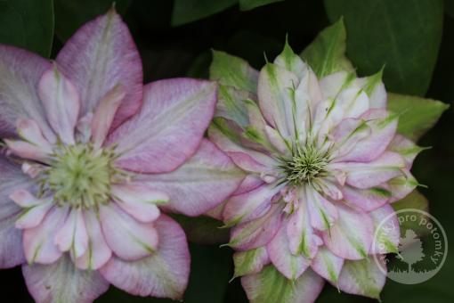 Plamének Innocent Glance