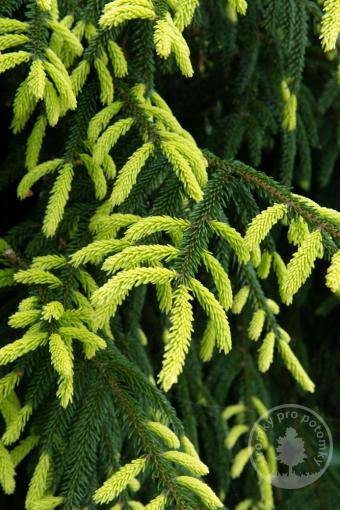 Smrk východní Golden Start