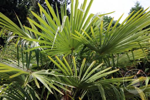 Mrazuvzdorná palma - Trachycarpus