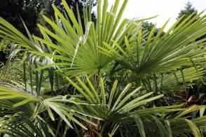 Mrazuvzdorná palma - Trachycarpus