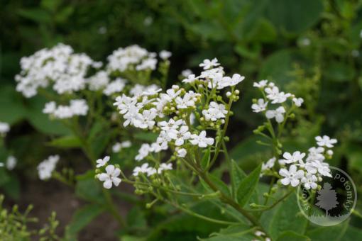 Pomněnkovec Betty Bowring