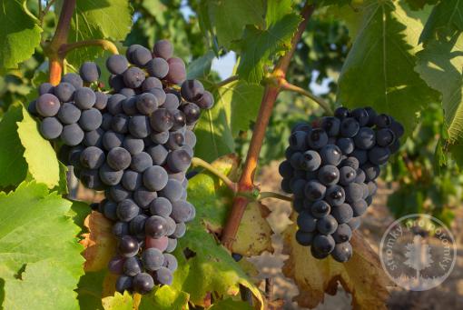 Cabernet sauvignon vinná réva