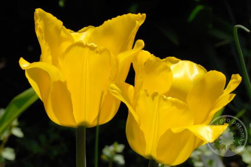 Tulipán Golden Tango