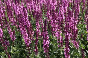 Šalvěj lesní Sensation Compact Bright Rose