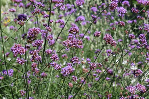 Sporýš Violet Blue