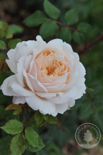 Glyndebourne růže