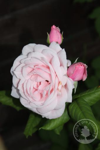 The Generorus Gardener růže anglického typu