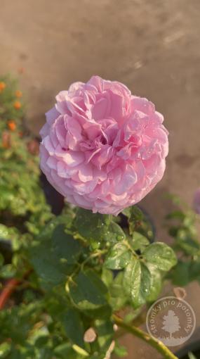 Pettite Lisette růže historického typu