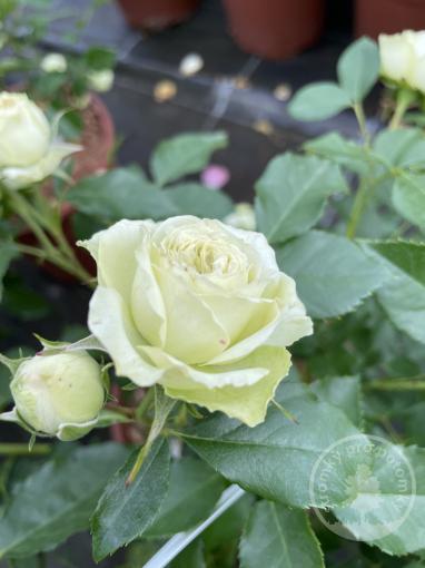 Lovely Green růže anglického typu