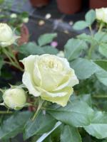 Růže floribunda Lovely Green