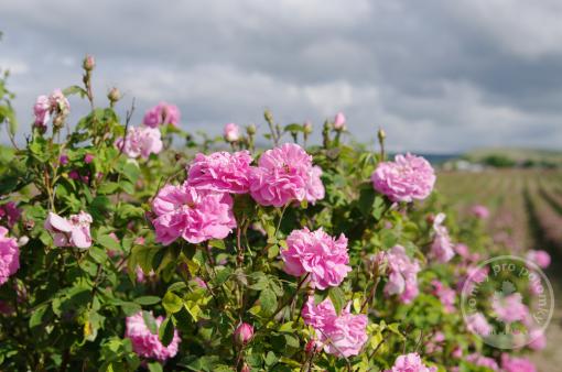 Rose de Puteaux růže historického typu