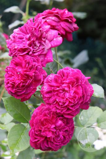 Velours Poupre růže historického typu