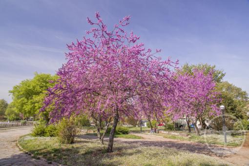 Zmarlika kanadská (kmínek 150cm)