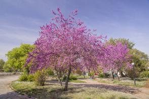 Zmarlika kanadská (kmínek 150cm)