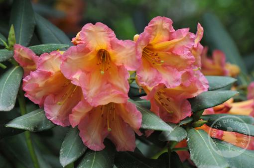 Rododendron Scyphocalix