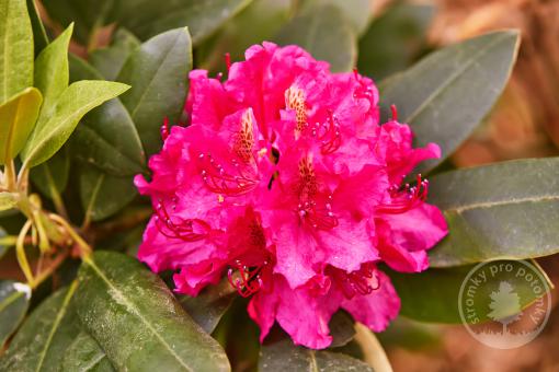 Rhododendron Mrs P. Ouden
