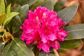 Rhododendron Mrs P. Ouden