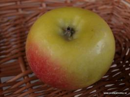 Bolero sloupová jabloň