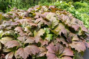 Rodgersie  Werner Mueller