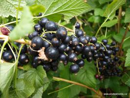 Černý rybíz Little Black Sugar (keřový, kontejner)
